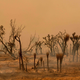 Charred Joshua Trees along Pallet Creek Rd. during the Bobcat Fire in Valyermo, California.